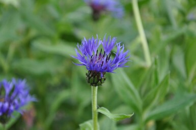 Berg-Flockenblume Centaurea montana 'Coerulea' 5-10 Topf 9x9 cm (P9)