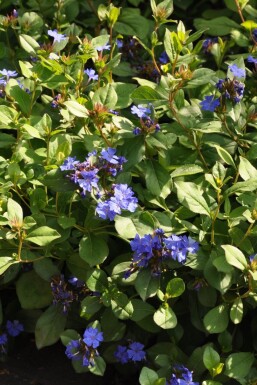 Loodkruid Ceratostigma plumbaginoides 5-10 Pot P9