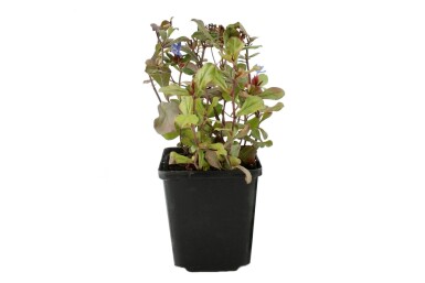 Ceratostigma plumbaginoides Blåblomma 5-10 i kruka P9