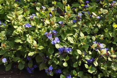 Loodkruid Ceratostigma plumbaginoides 5-10 Pot P9