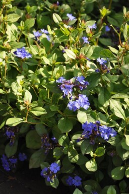 Cératostigma faux plumbago Ceratostigma plumbaginoides 5-10 Pot 9x9 cm (P9)