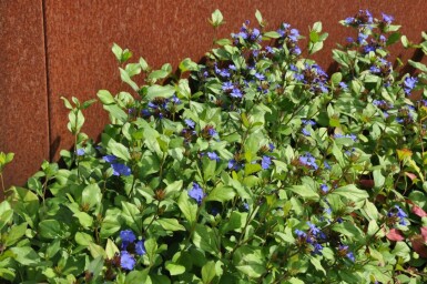 Loodkruid Ceratostigma plumbaginoides 5-10 Pot P9