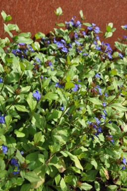 Blyrod Ceratostigma plumbaginoides 5-10 potte P9