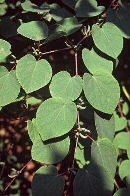 Cercidiphyllum japonicum Katsura buske 40-50 i kruka C3