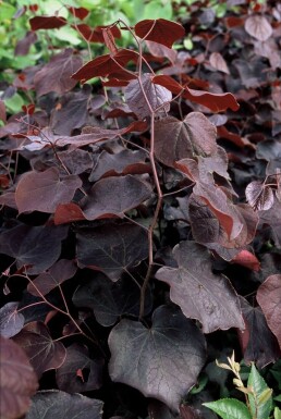 Cercis canadensis 'Forest Pansy' Amerikanskt judasträd buske 40-60 i kruka C5