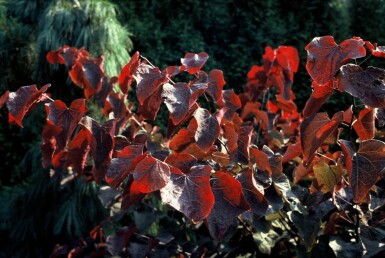 Cercis canadensis 'Forest Pansy' Amerikanskt judasträd buske 40-60 i kruka C5