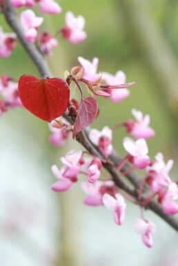 Cercis canadensis 'Forest Pansy' Amerikanskt judasträd buske 40-60 i kruka C5