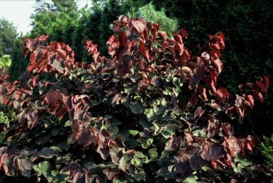 Cercis canadensis 'Forest Pansy' Amerikanskt judasträd buske 40-60 i kruka C5