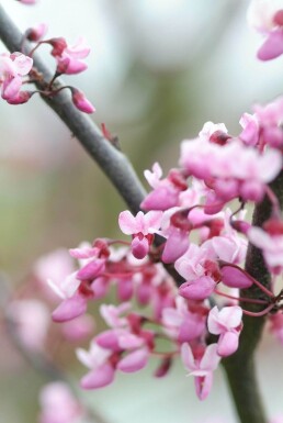 Gainier du Canada Cercis canadensis 'Forest Pansy' Arbuste 40-60 Pot 5 l (C5)