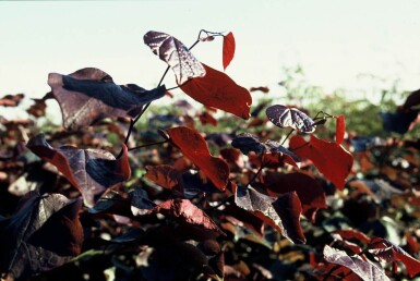 Cercis canadensis 'Forest Pansy' Amerikanskt judasträd buske 40-60 i kruka C5