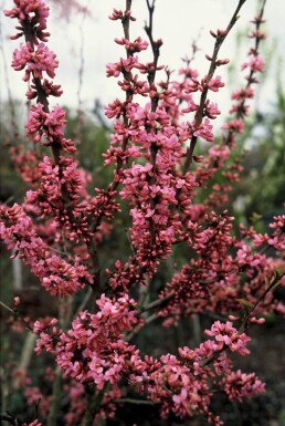 Cercis chinensis 'Avondale' Chinese redbud buske 20-30 i kruka C2