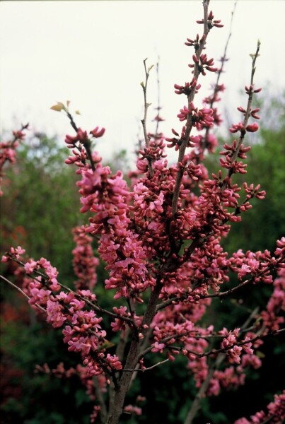 Plant eigenschappen