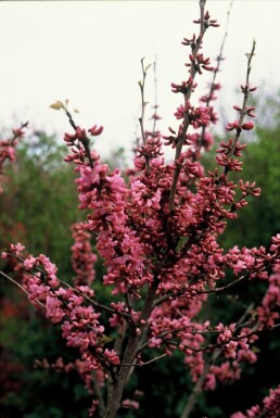 Cercis chinensis 'Avondale' Chinese redbud buske 20-30 i kruka C2