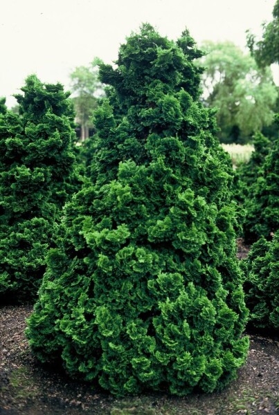 Chamaecyparis obtusa 'Nana Gracilis'