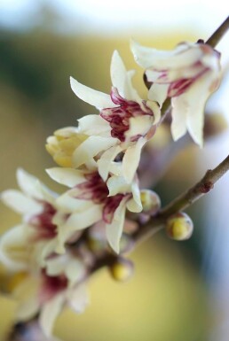 Chimonanthus praecox Vinterkryddbuske buske 20-30 i kruka C2