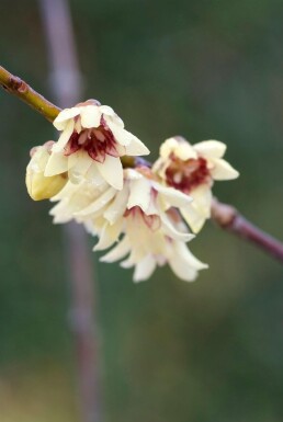 Chimonanthus praecox Vinterkryddbuske buske 20-30 i kruka C2