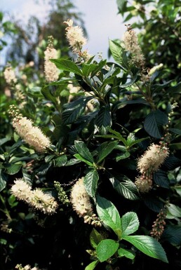 Cléthra à feuilles d’aulne Clethra alnifolia 'Pink Spire' Arbuste 30-40 Pot 3 l (C3)