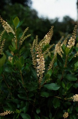 Cléthra à feuilles d’aulne Clethra alnifolia 'Pink Spire' Arbuste 30-40 Pot 3 l (C3)