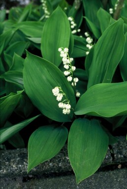 Convallaria majalis Konvalje 5-10 i kruka P9