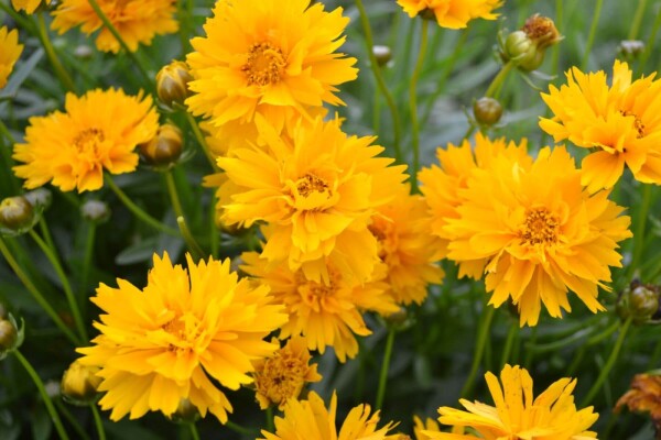 Coreopsis grandiflora 'Early Sunrise'