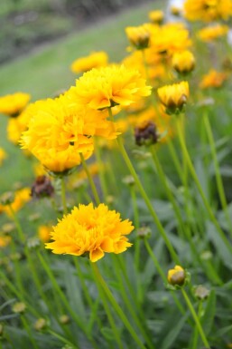 Meisjesogen Coreopsis grandiflora 'Early Sunrise' 5-10 Pot P9