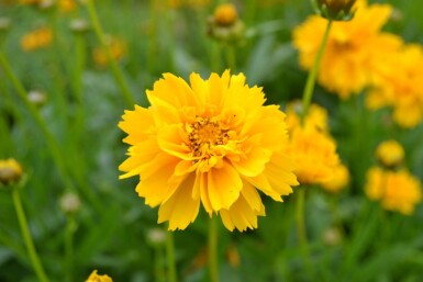 Meisjesogen Coreopsis grandiflora 'Early Sunrise' 5-10 Pot P9