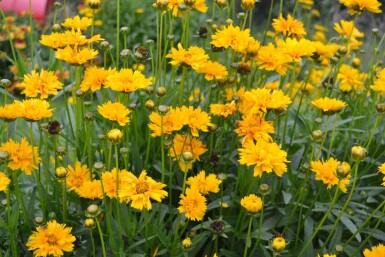 Meisjesogen Coreopsis grandiflora 'Early Sunrise' 5-10 Pot P9