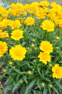 Meisjesogen Coreopsis grandiflora 'Sunray' 5-10 Pot P9