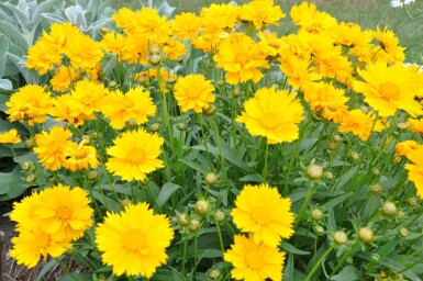 Meisjesogen Coreopsis grandiflora 'Sunray' 5-10 Pot P9