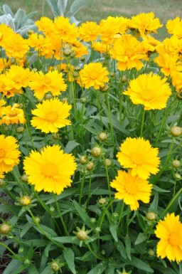 Meisjesogen Coreopsis grandiflora 'Sunray' 5-10 Pot P9