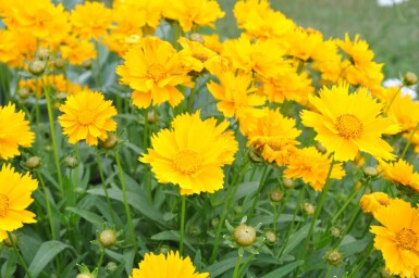 Meisjesogen Coreopsis grandiflora 'Sunray' 5-10 Pot P9