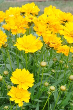 Meisjesogen Coreopsis grandiflora 'Sunray' 5-10 Pot P9