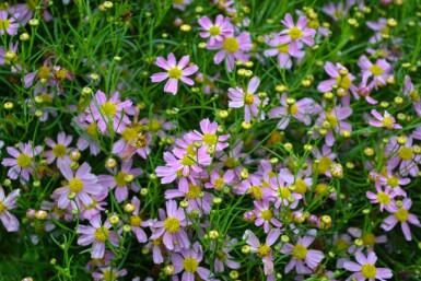 Rosenskønhedsøje Coreopsis rosea 'American Dream' 5-10 potte P9