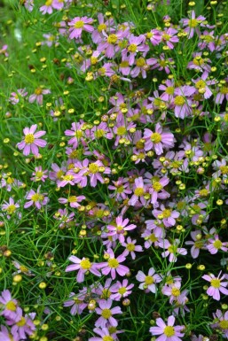 Rosenskønhedsøje Coreopsis rosea 'American Dream' 5-10 potte P9