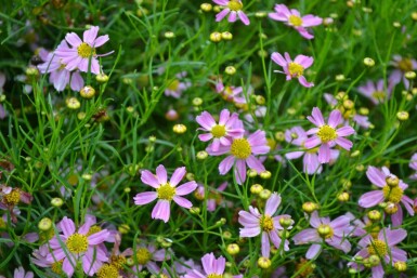 Garten-Schönauge Coreopsis rosea 'American Dream' 5-10 Topf 9x9 cm (P9)