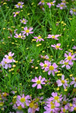 Rosenskønhedsøje Coreopsis rosea 'American Dream' 5-10 potte P9