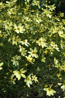 Coréopside verticillée Coreopsis verticillata 'Moonbeam' 5-10 Pot 9x9 cm (P9)