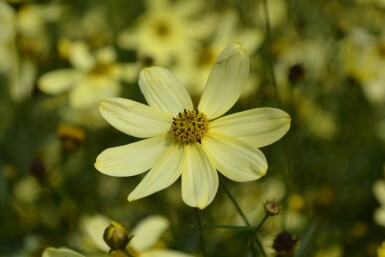 Coreopsis verticillata 'Moonbeam' Höstöga 5-10 i kruka P9