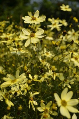 Coreopsis verticillata 'Moonbeam' Höstöga 5-10 i kruka P9