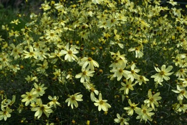 Coréopside verticillée Coreopsis verticillata 'Moonbeam' 5-10 Pot 9x9 cm (P9)