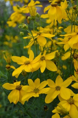 Kransskønhedsøje Coreopsis verticillata 'Zagreb' 5-10 potte P9