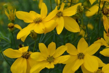 Coreopsis verticillata 'Zagreb' Höstöga 5-10 i kruka P9