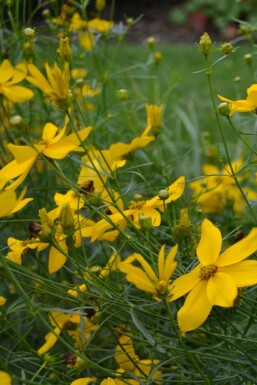 Coreopsis verticillata 'Zagreb' Höstöga 5-10 i kruka P9