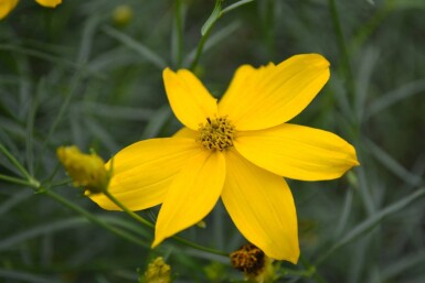 Coreopsis verticillata 'Zagreb' Höstöga 5-10 i kruka P9