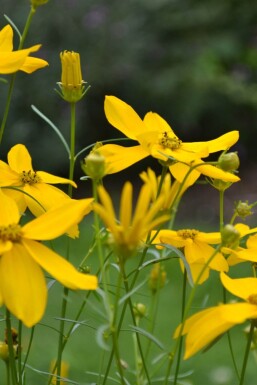 Coreopsis verticillata 'Zagreb' Höstöga 5-10 i kruka P9