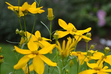 Coreopsis verticillata 'Zagreb' Höstöga 5-10 i kruka P9