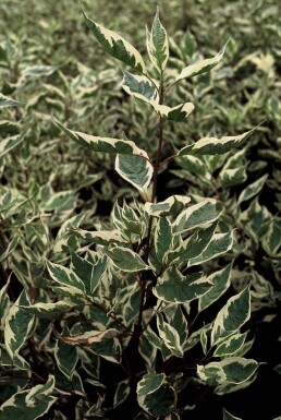 Cornouiller blanc Cornus alba 'Elegantissima' Arbuste 40-50 Pot 3 l (C3)