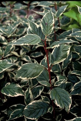 Cornus alba 'Sibirica Variegata' Rysk kornell buske 30-40 i kruka C3