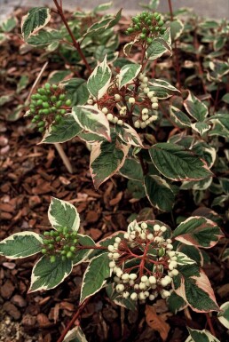 Cornus alba 'Sibirica Variegata' Rysk kornell buske 30-40 i kruka C3