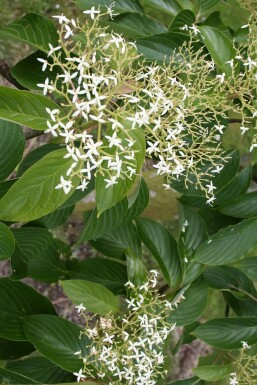 Cornus controversa Pagodkornell buske 40-60 i kruka C3